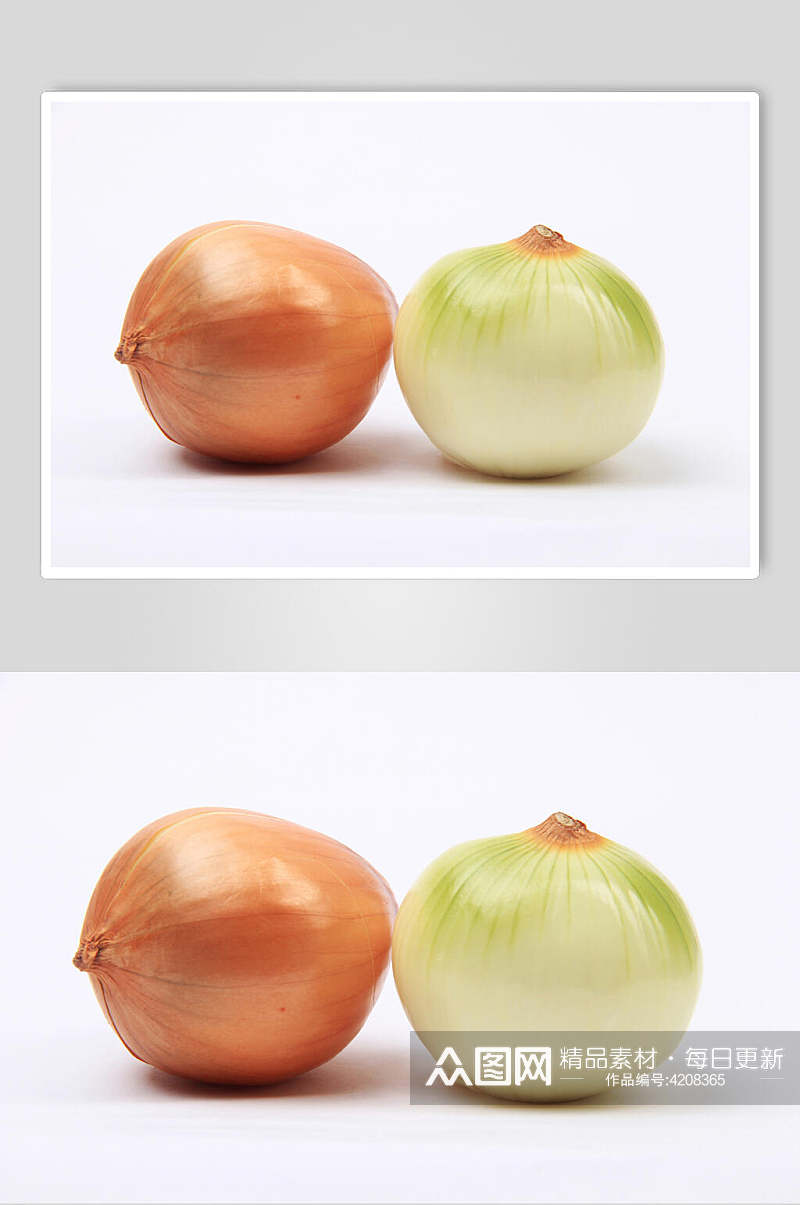 两个洋葱蔬菜图片素材