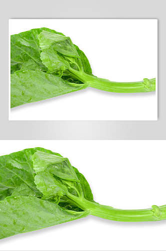 绿色芥蓝蔬菜图片
