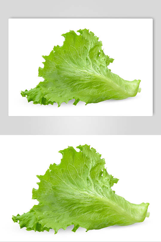 一片叶子生菜蔬菜图片