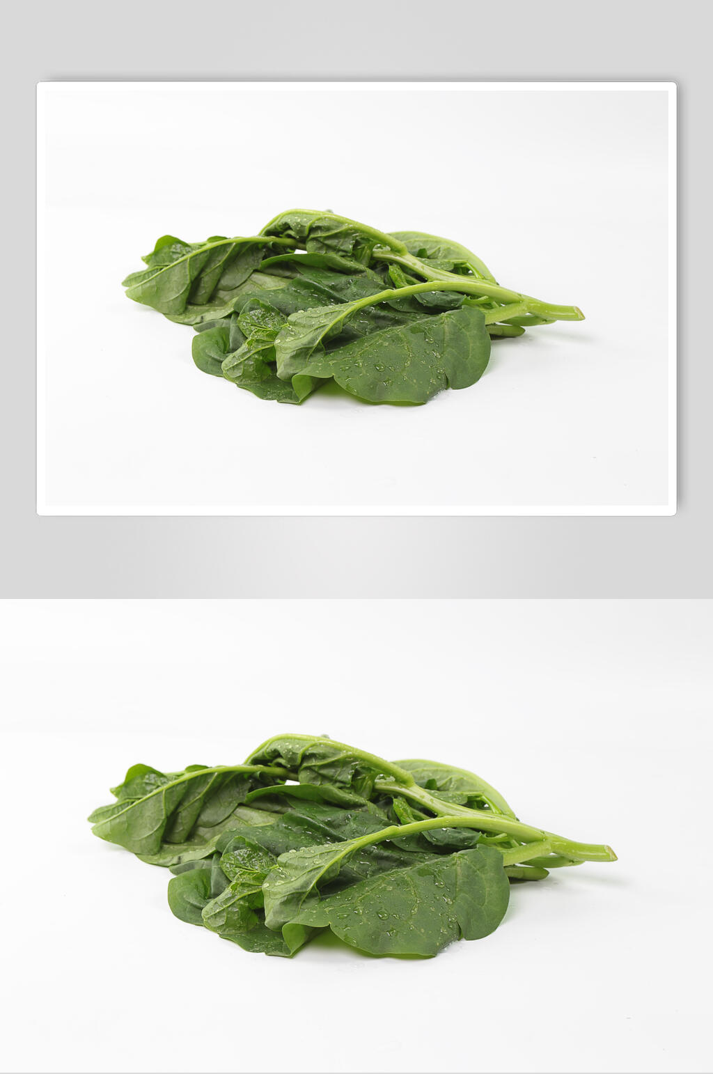 木耳菜蔬菜图片素材