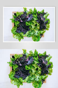 有机生菜蔬菜高清摄影图片