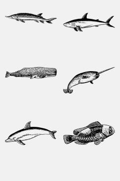 大气金枪鱼手绘线稿动物免抠素材