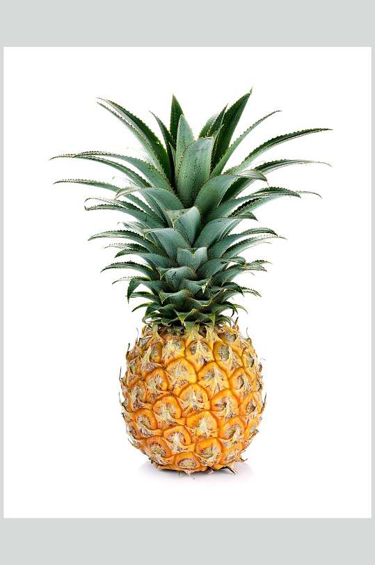 广东湛江徐闻香水菠萝水果高清图片