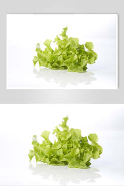 小颗生菜蔬菜图片