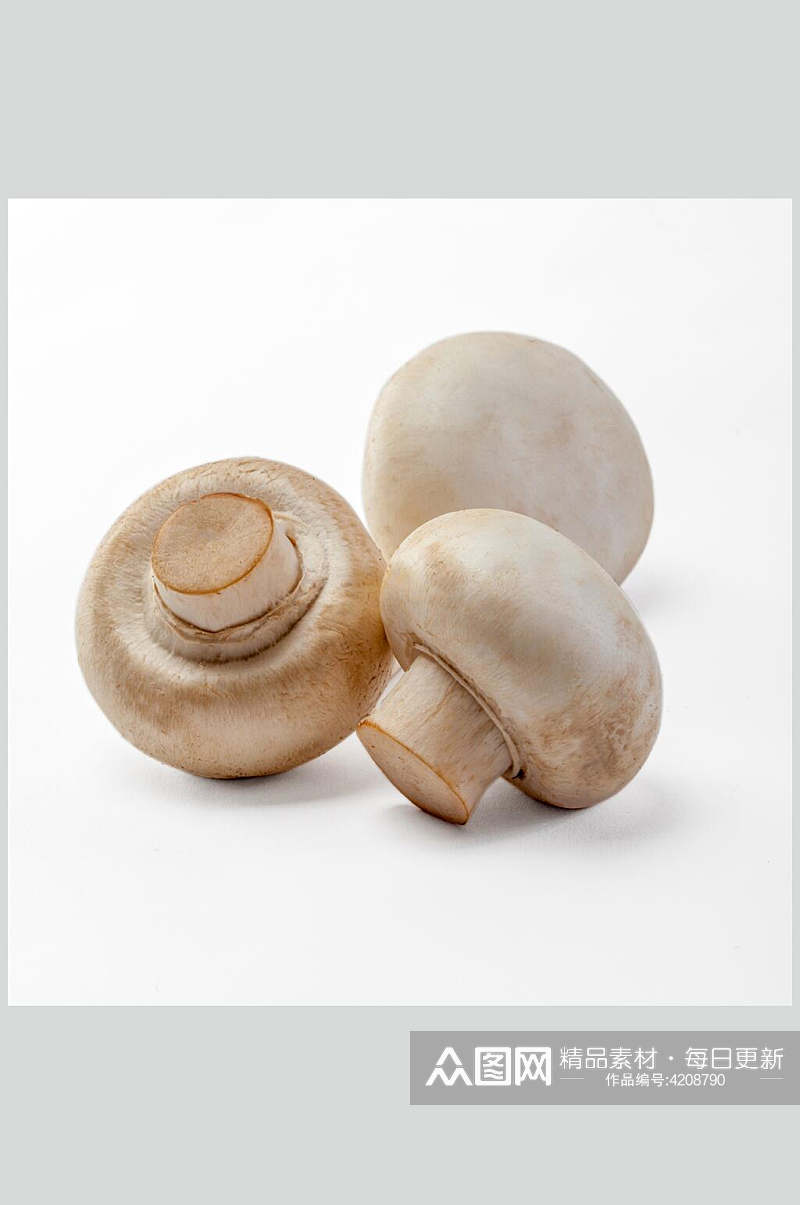 三个白蘑菇蔬菜图片素材