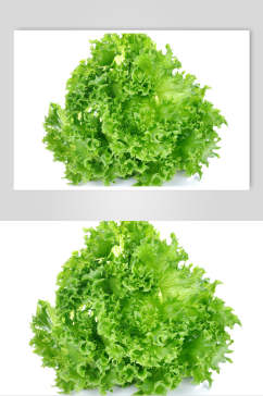 有机绿色生菜蔬菜高清摄影图片