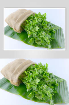 香菜芹菜蔬菜高清摄影图片