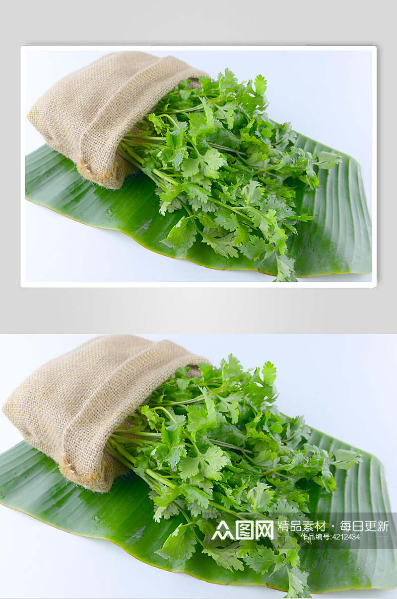 香菜芹菜蔬菜高清摄影图片素材