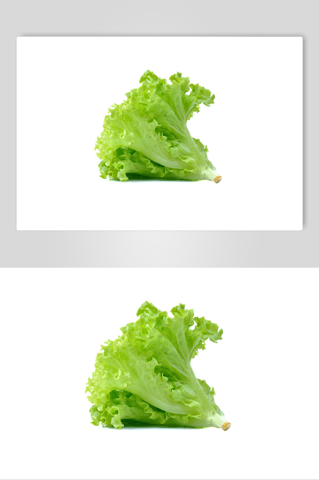 白底新鲜生菜蔬菜实拍图片素材