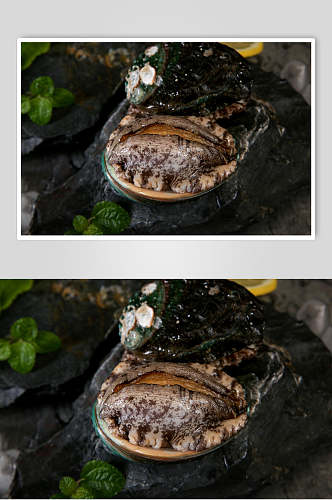 新鲜美味海鲜鲍鱼图片