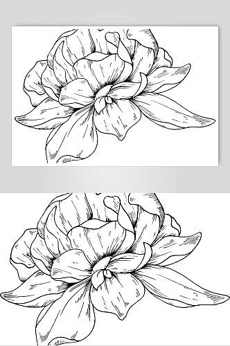 手绘创意大气黑线条花卉简笔画素材
