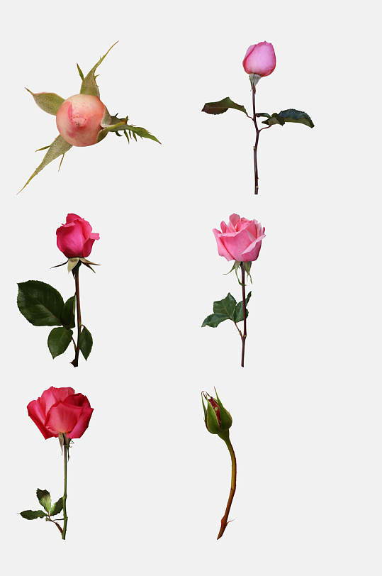 玫瑰花蕾图片 玫瑰花蕾素材下载 众图网