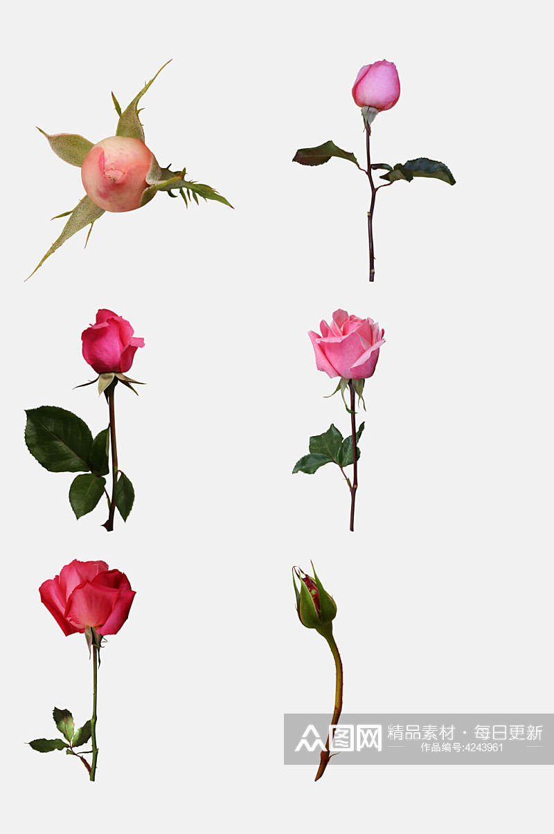 创意花蕾玫瑰花免抠素材素材