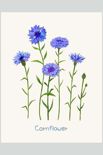 花朵蓝绿简约清新草本植物手绘素材