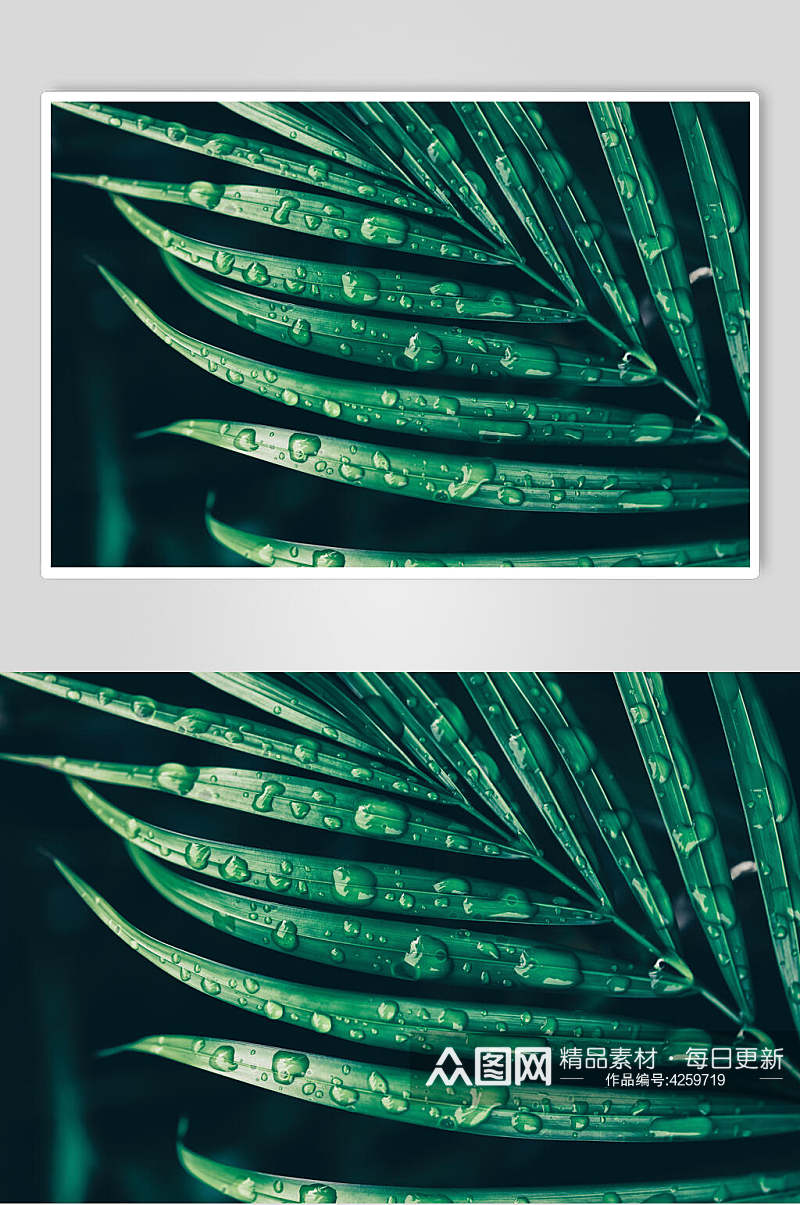 水珠北欧绿植图片素材