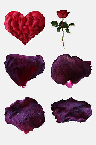 紫色玫瑰花免抠素材