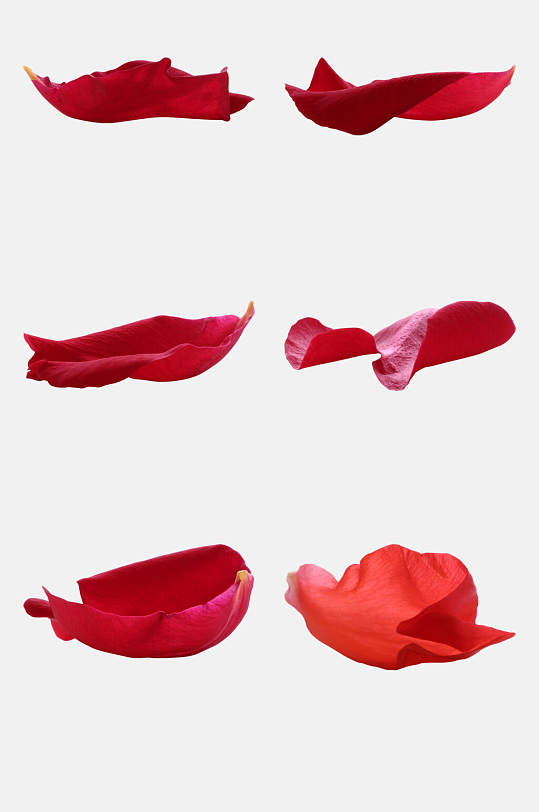 花瓣玫瑰花免抠素材