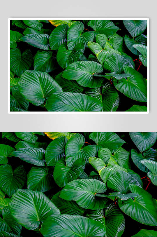 小绿叶北欧绿植图片 植物摄影图