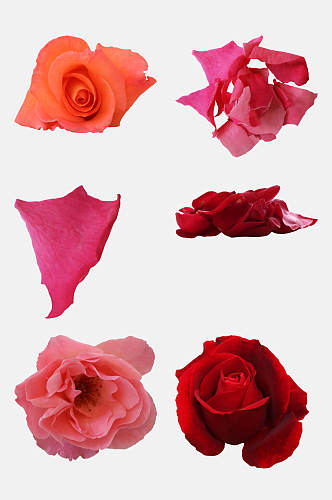 粉色和大红色玫瑰花免抠素材