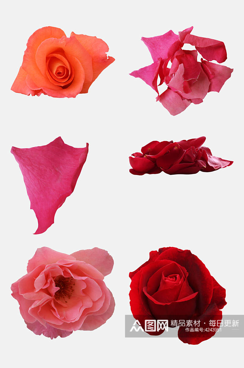 粉色和大红色玫瑰花免抠素材素材