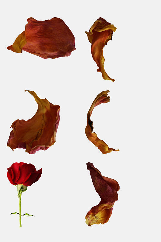枯萎玫瑰花免抠素材