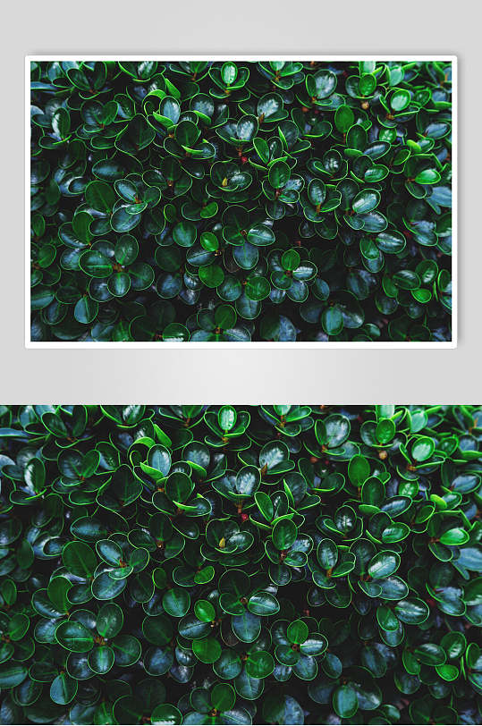 椭圆形小叶子大片北欧绿植图片