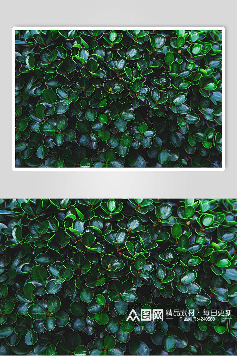 椭圆形小叶子大片北欧绿植图片素材