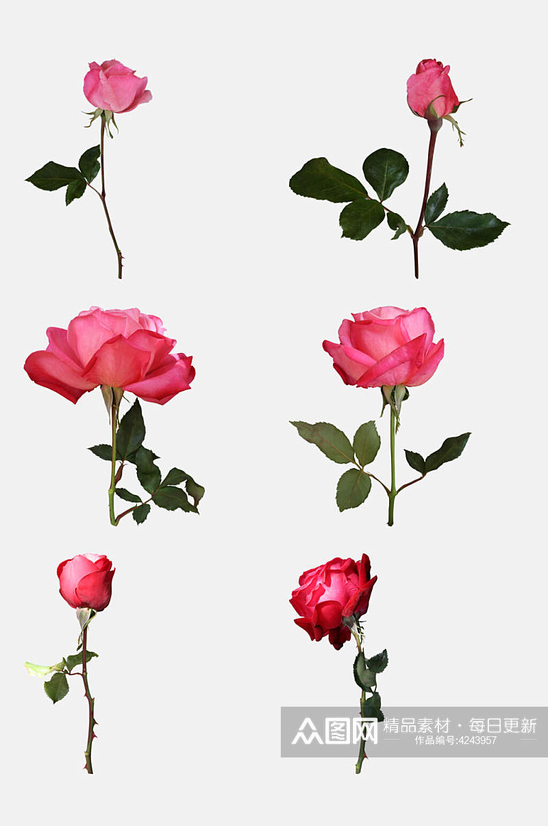 创意大气时尚玫瑰花免抠素材素材
