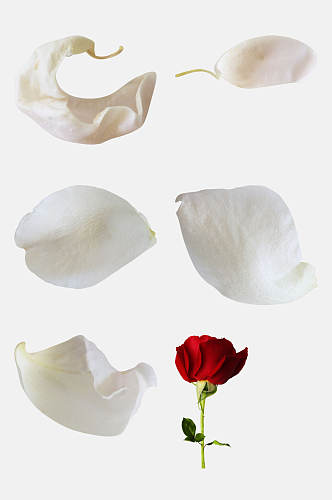 白色简约玫瑰花免抠素材
