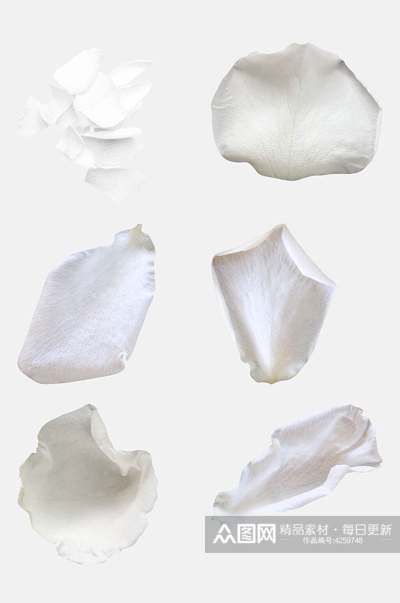 白色花瓣玫瑰花免抠素材素材