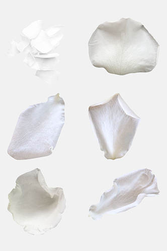 白色花瓣玫瑰花免抠素材
