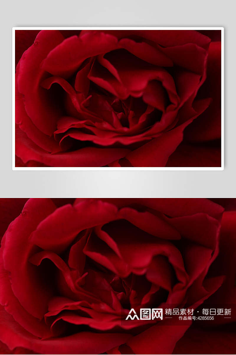 漂亮的玫瑰花图片素材