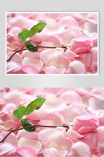 淡雅创意绿叶玫瑰花图片