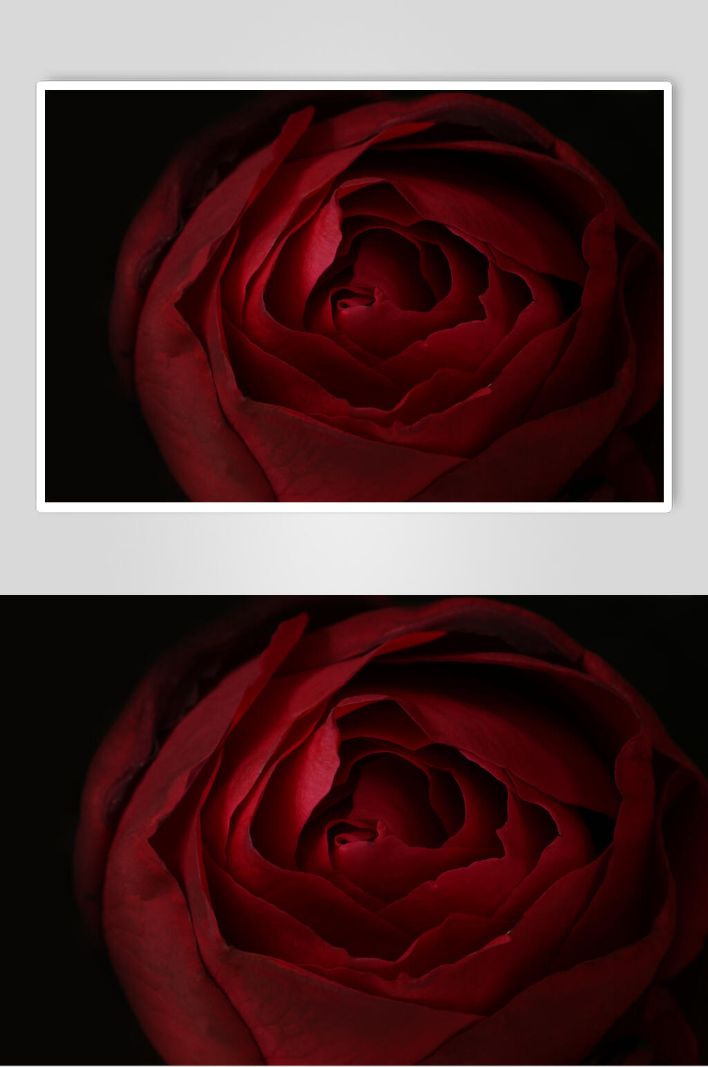 玫瑰花图片模板下载 编号 众图网