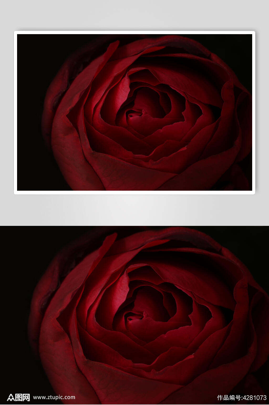 玫瑰花图片模板下载 编号 众图网 玫瑰花图片模板下载 编号 众图网