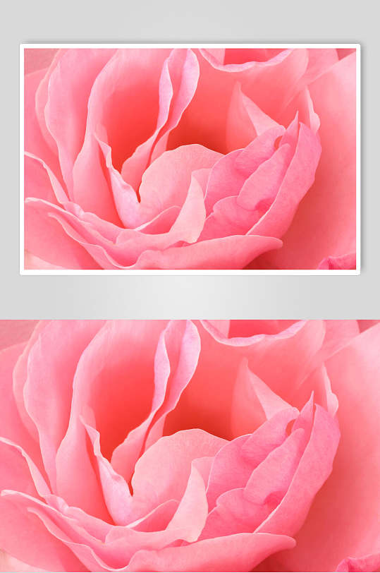 创意盛开粉色玫瑰花图片