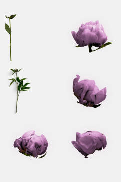 清新紫色花朵牡丹免抠素材
