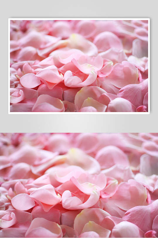 简约大气粉色花瓣玫瑰花图片
