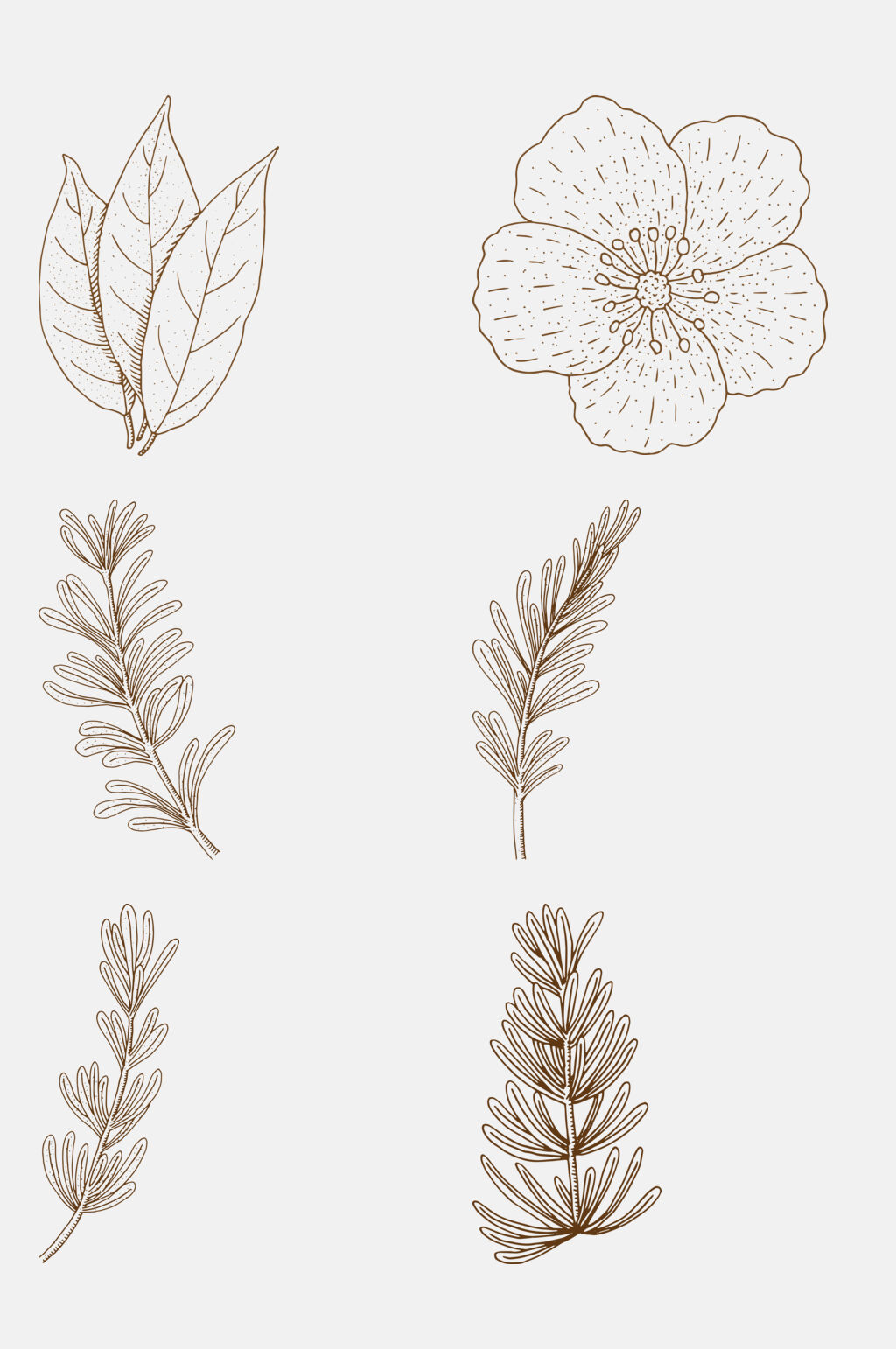 植物花卉线稿图片-植物花卉线稿素材下载-众图网