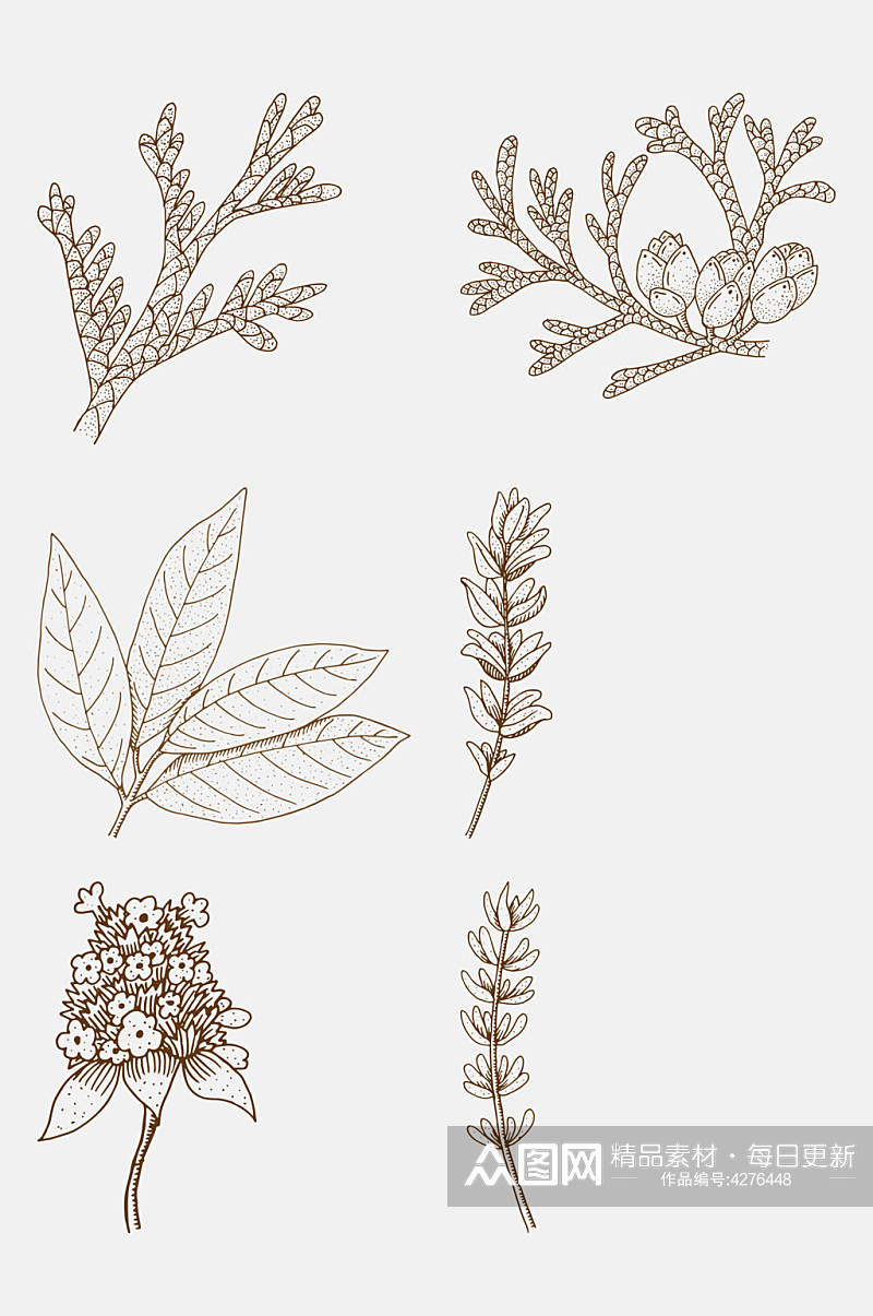 线条棕手绘植物花卉线稿免抠素材素材