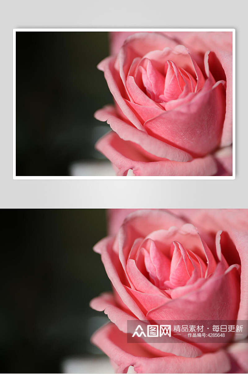 粉红玫瑰花图片素材