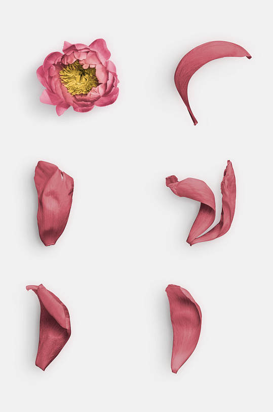 牡丹花瓣图片-牡丹花瓣素材下载-众图网