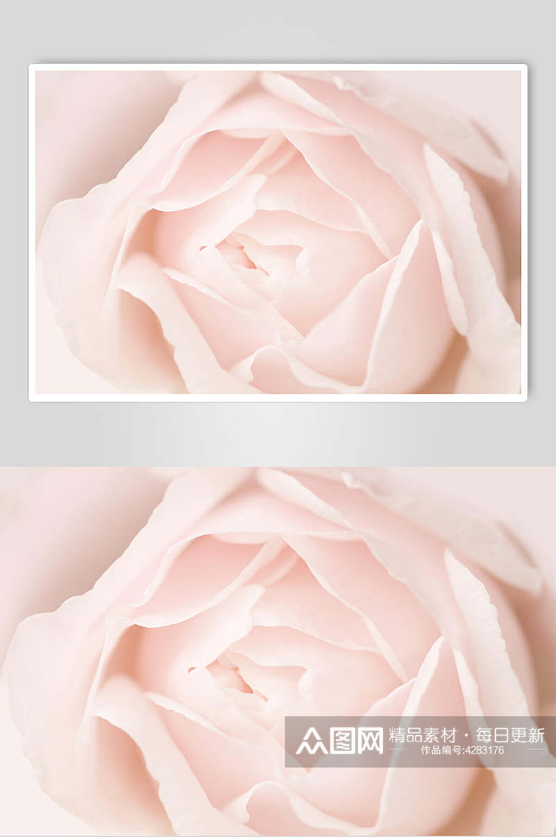 淡雅唯美玫瑰花图片素材