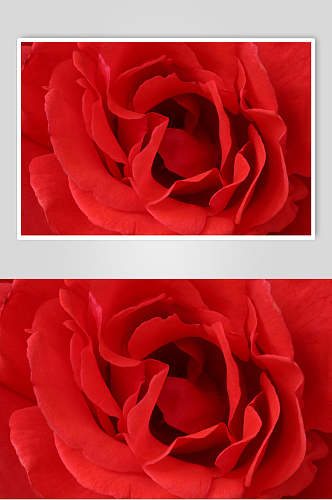 时尚大红玫瑰花图片