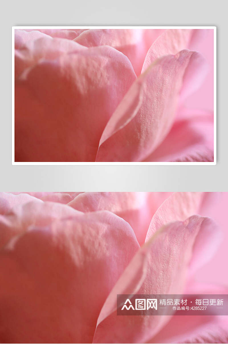 粉红色玫瑰花图片素材