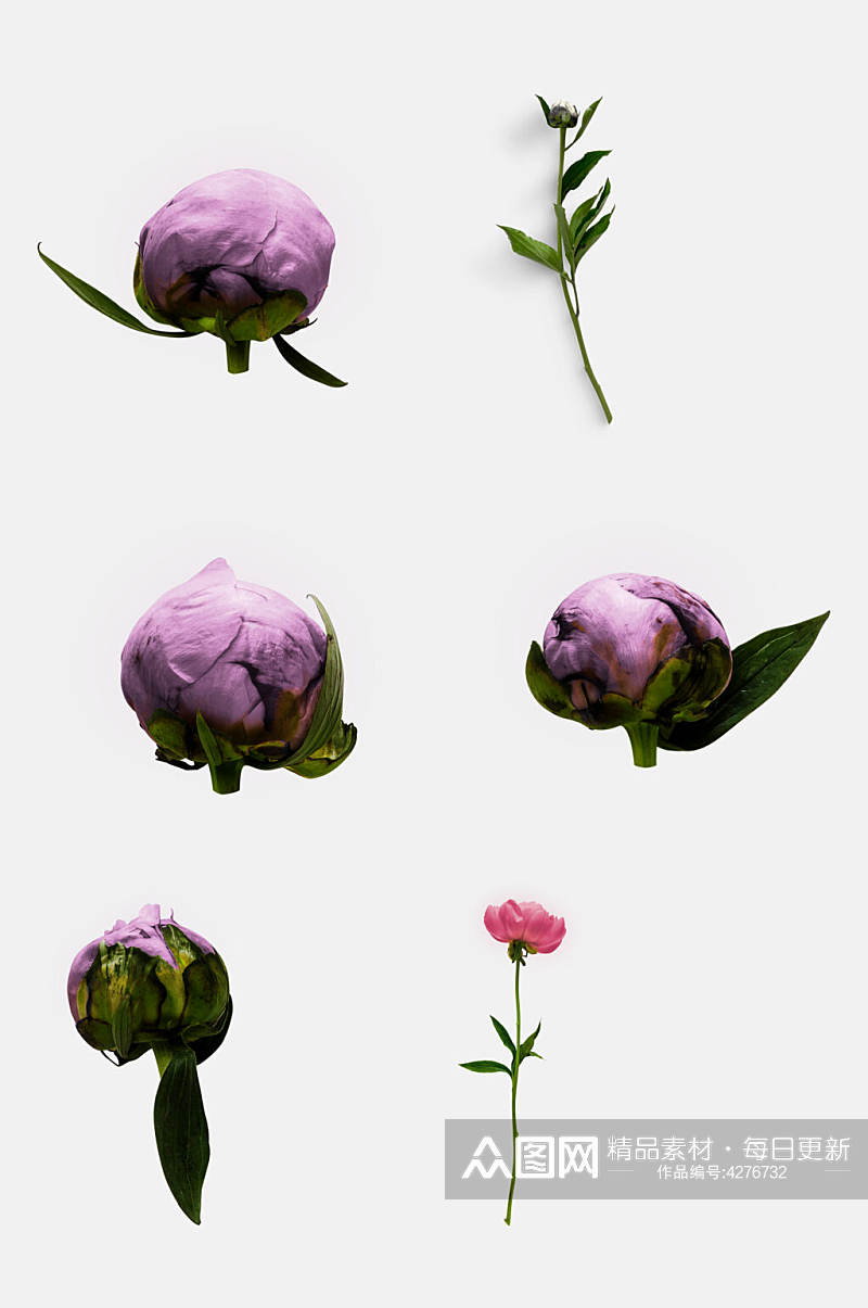 紫色花朵花卉牡丹免抠素材素材