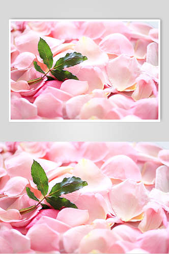 简约粉色绿叶花瓣玫瑰花图片