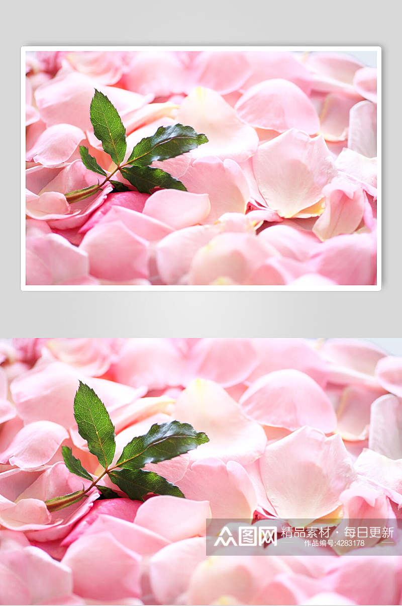 简约粉色绿叶花瓣玫瑰花图片素材