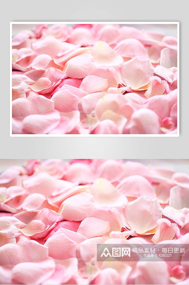 滑板玫瑰花图片素材