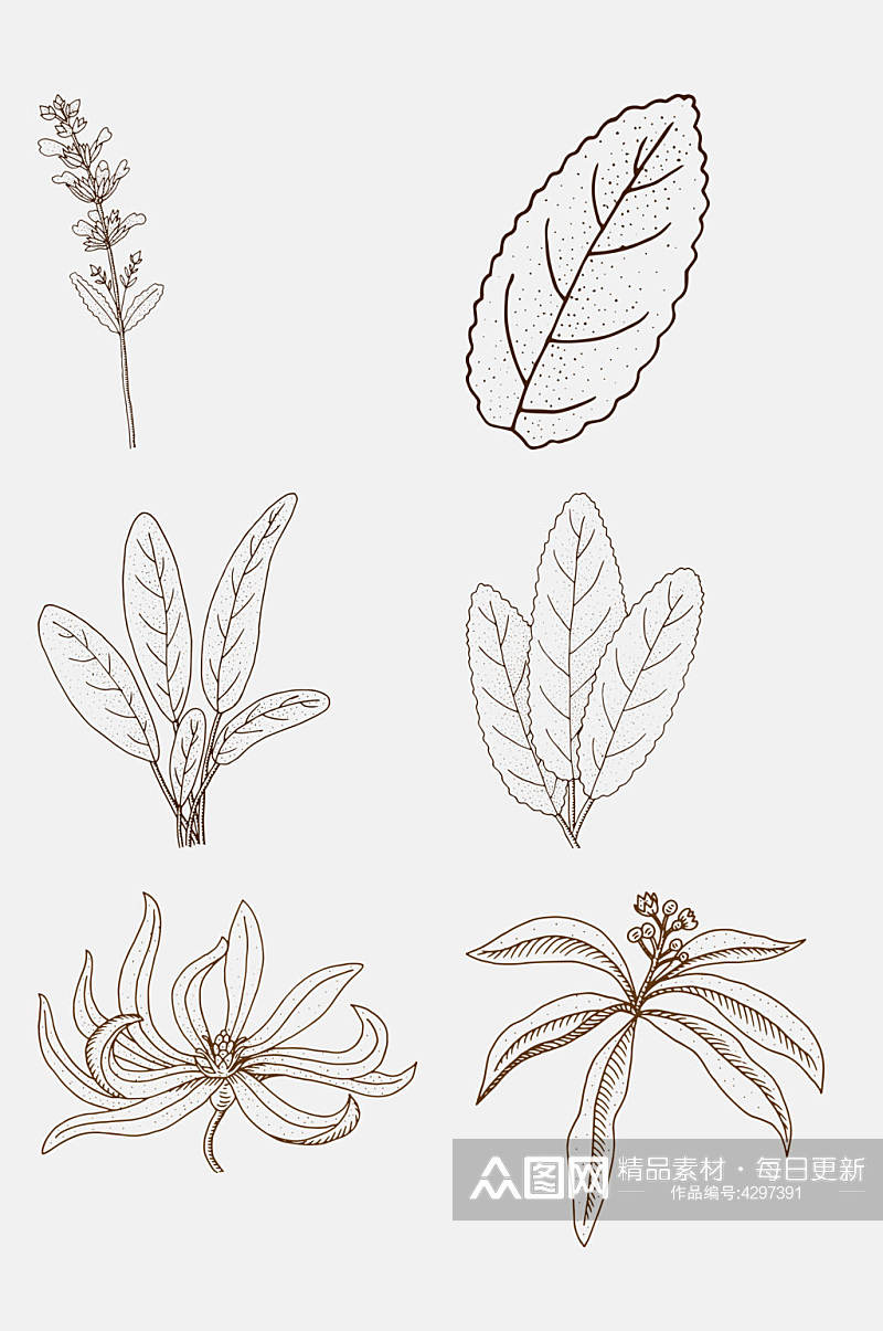 叶子手绘植物花卉线稿免抠素材素材